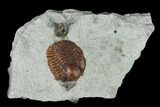 Ordovician Trilobite (Ampyxina) Fossil - Missouri #137238-1